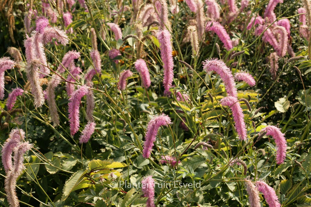 Sanguisorba hakusanensis ‘Lilac Squirrel’