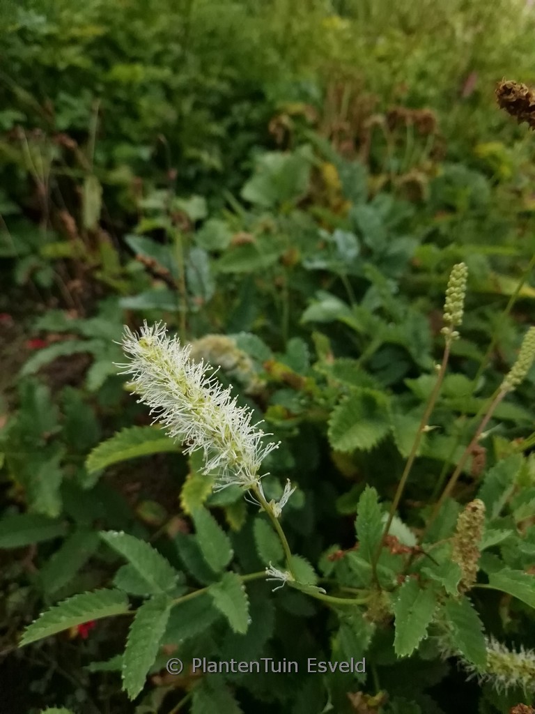Sanguisorba obtusa ‘Alba’