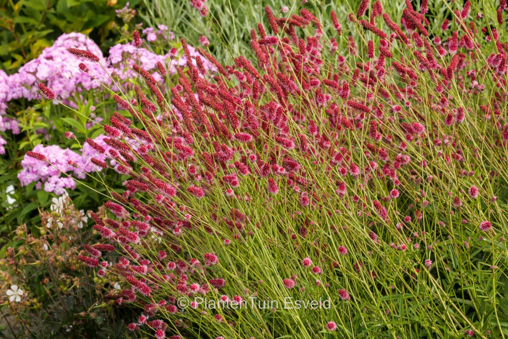 Sanguisorba officinalis ‘Japan’