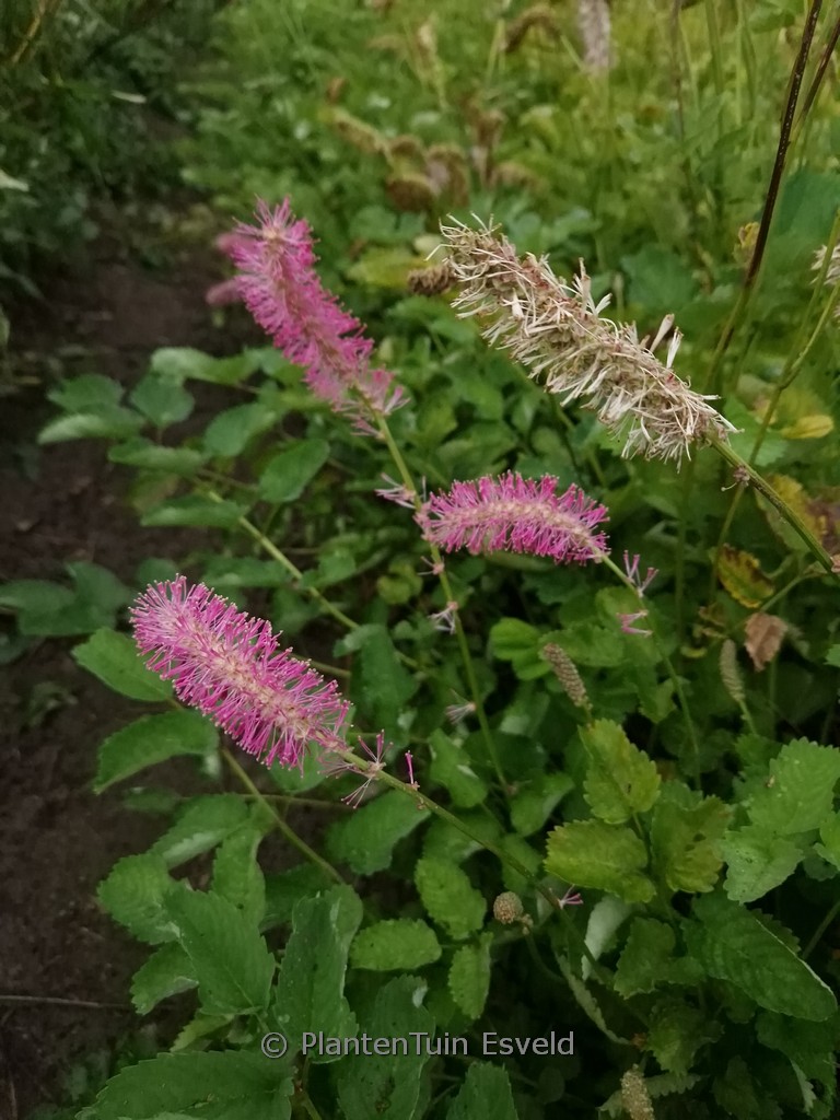 Sanguisorba officinalis ‘Lemon Splash’