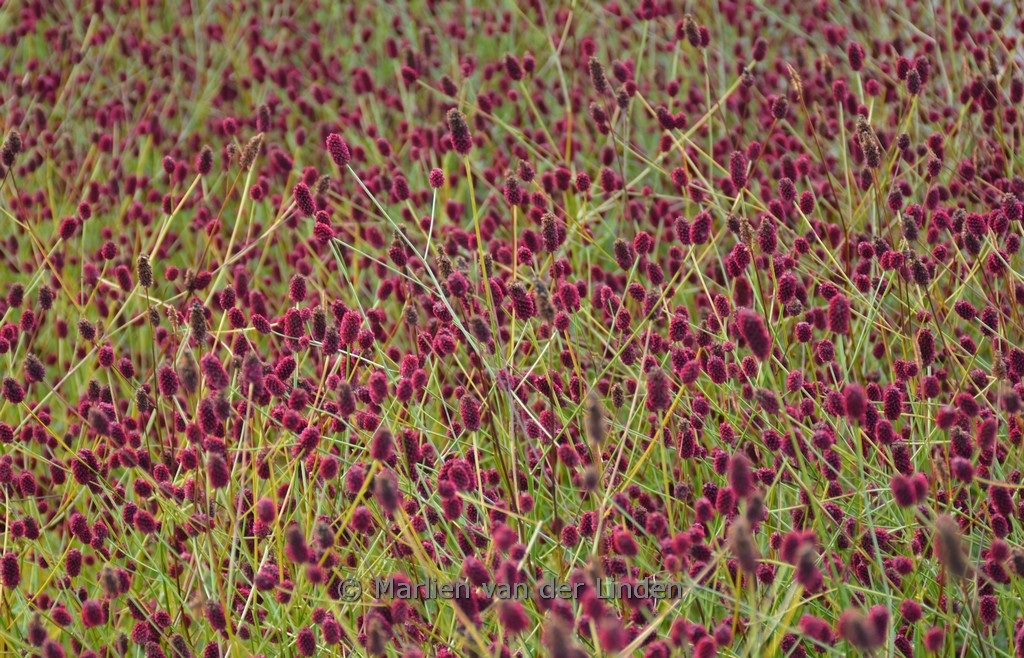 Sanguisorba officinalis ‘Miss Elly’