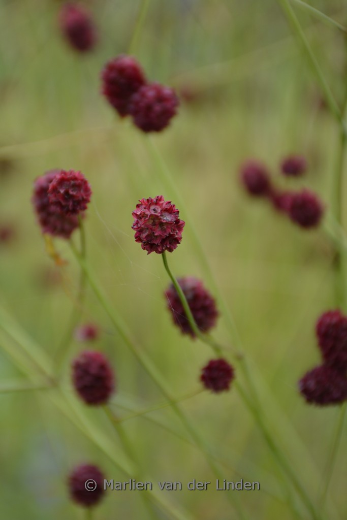 Sanguisorba officinalis ‘Morning Select’