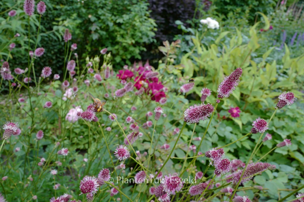 Sanguisorba officinalis ‘Pink Tanna’