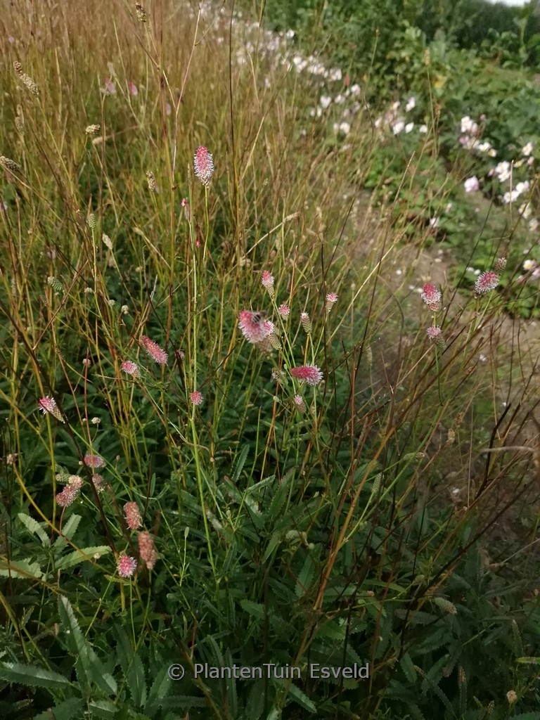 Sanguisorba officinalis ‘Rock and Roll’