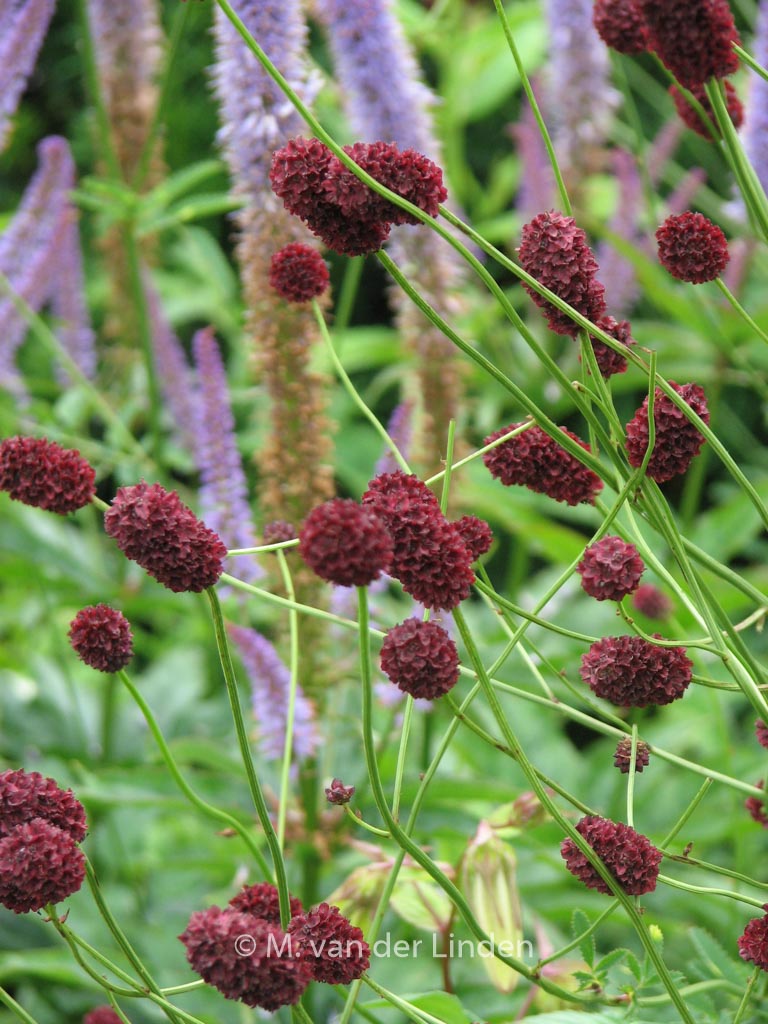Sanguisorba officinalis ‘Tanna’