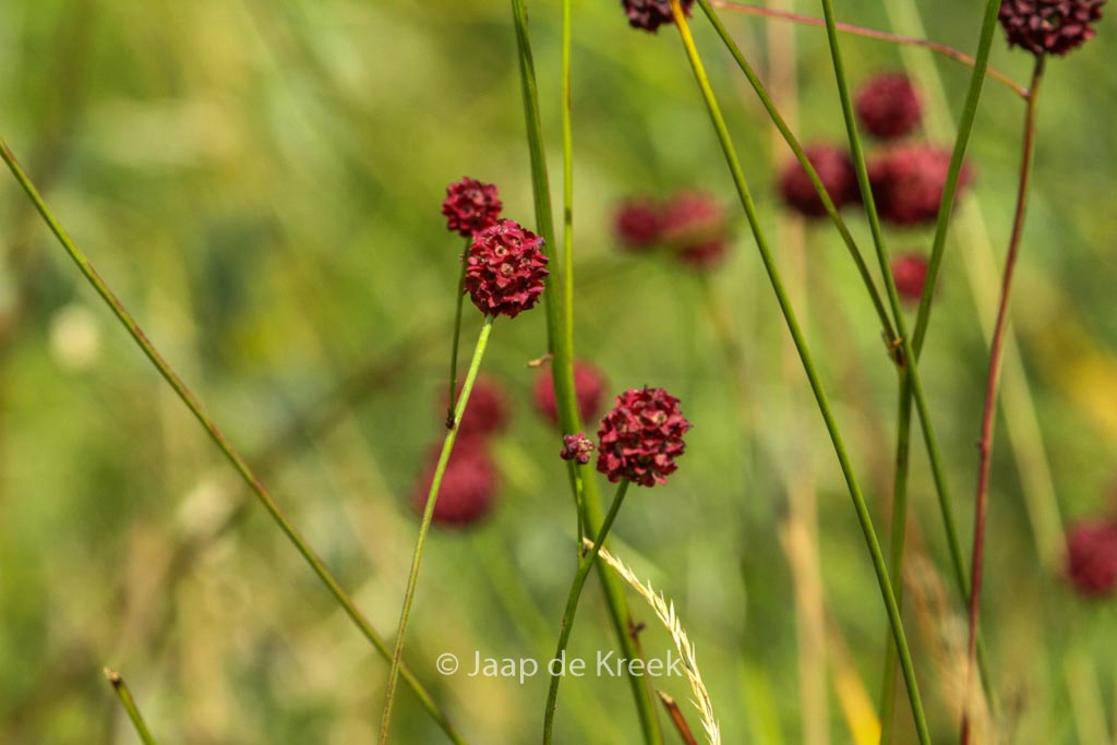 Sanguisorba officinalis