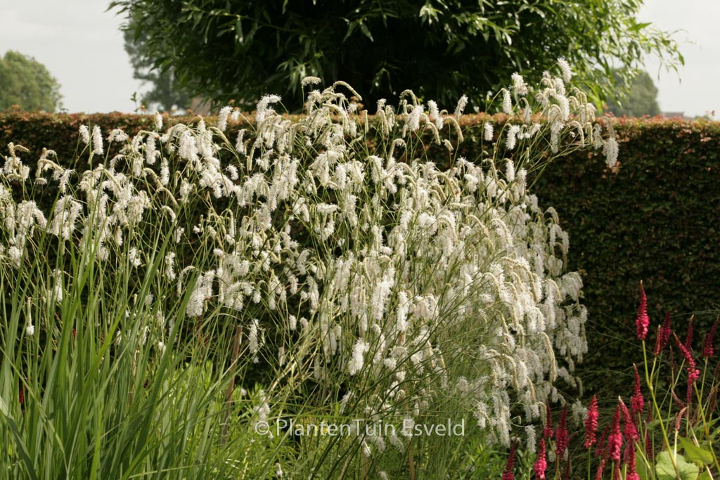 Sanguisorba tenuifolia ‘Alba’