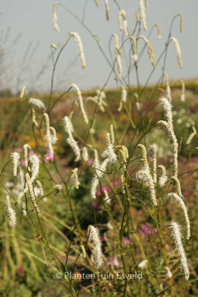 Sanguisorba tenuifolia ‘Korean Snow’