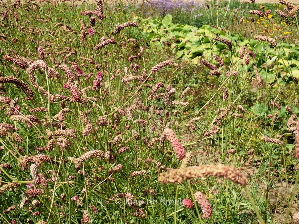 Sanguisorba tenuifolia ‘Purpurea’