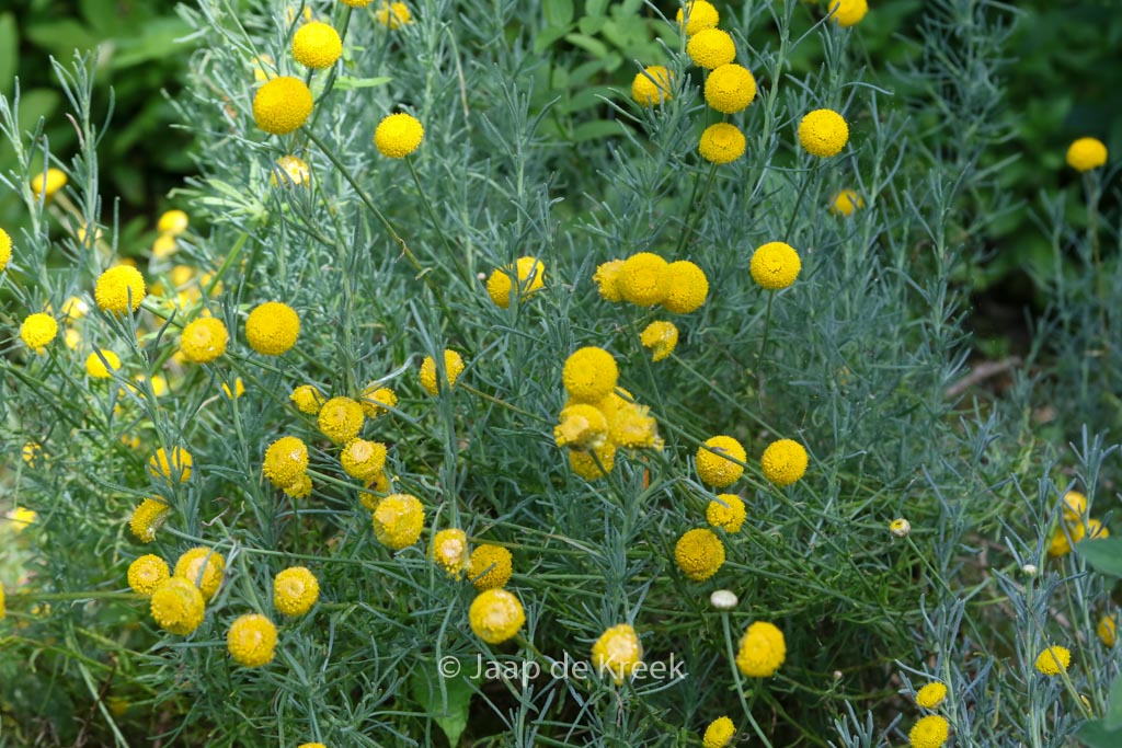 Santolina rosmarinifolia