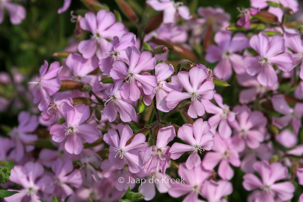 Saponaria lempergii ‘Max Frei’