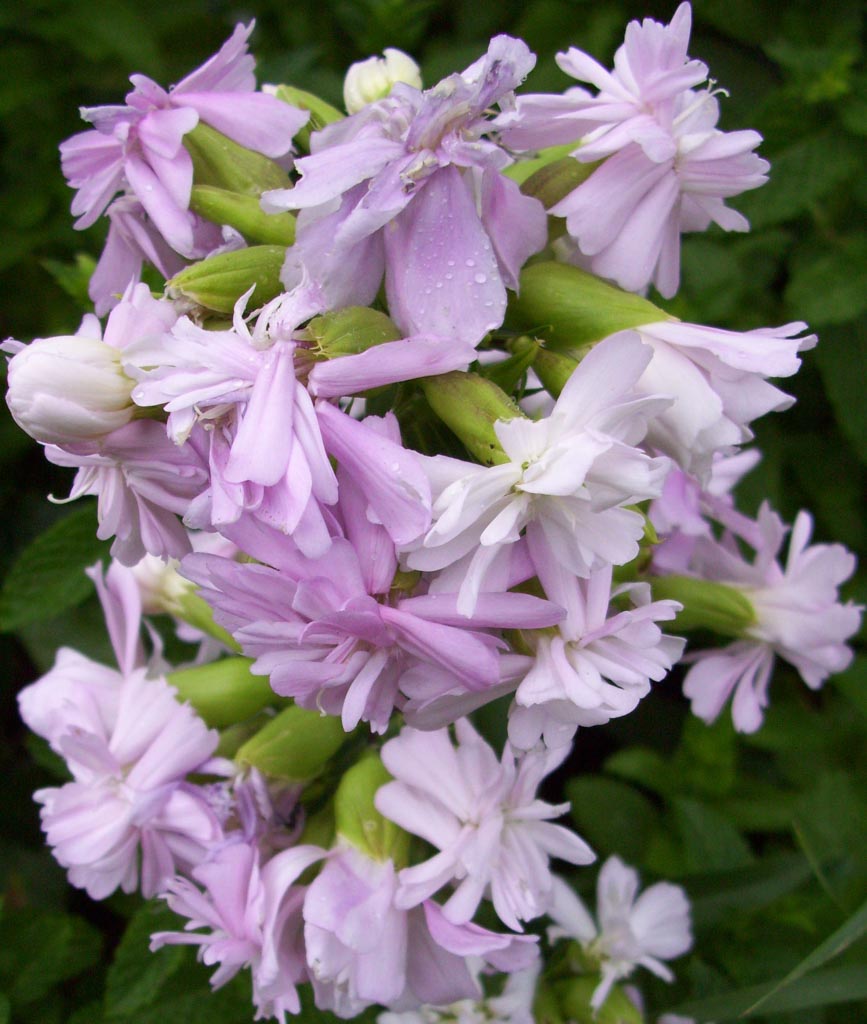 Saponaria officinalis ‘Rosea Plena’