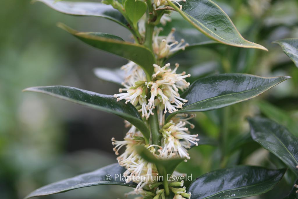 Sarcococca confusa