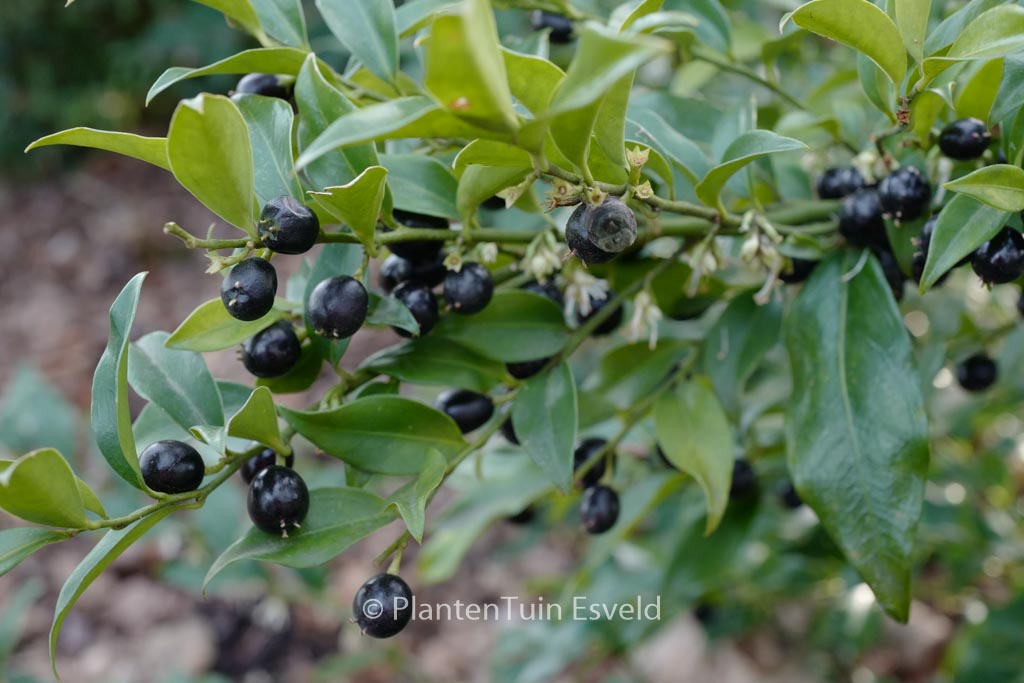 Sarcococca hookeriana ‘Crug Farm’