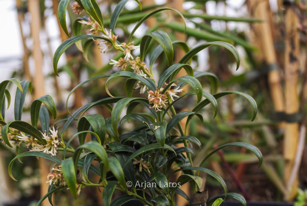 Sarcococca hookeriana ‘Ghorepani’