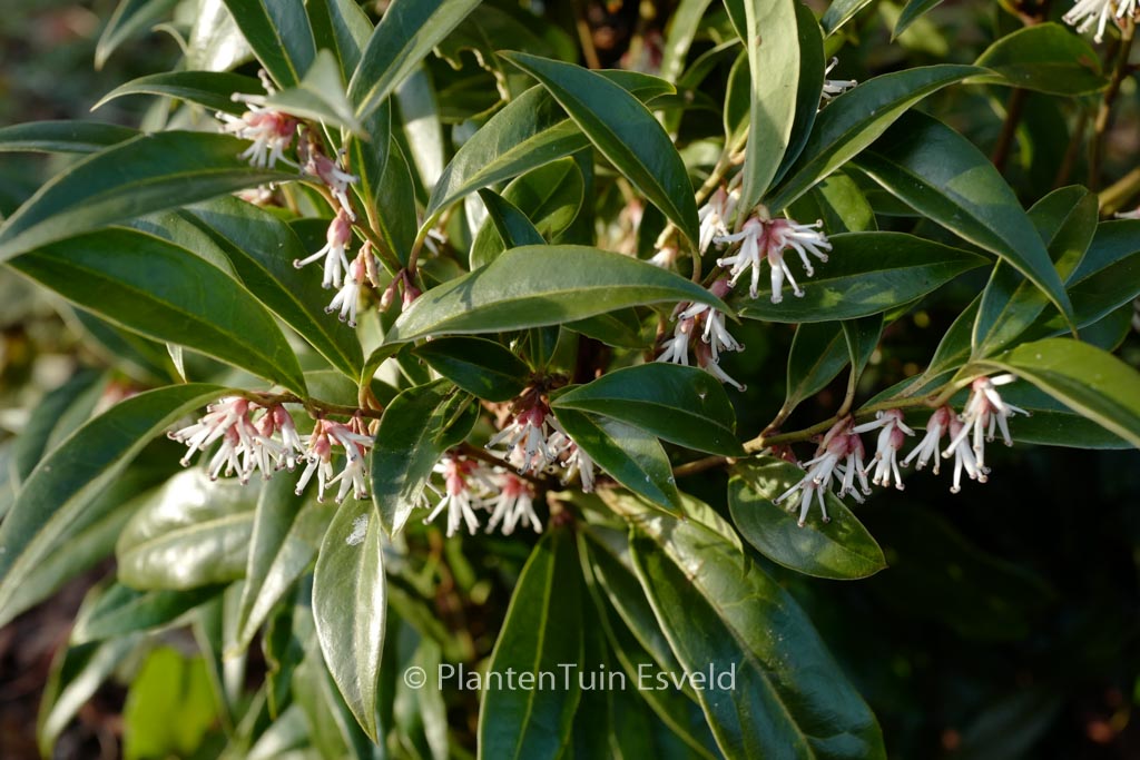 Sarcococca hookeriana ‘Pmoore03’ (WINTER GEM)