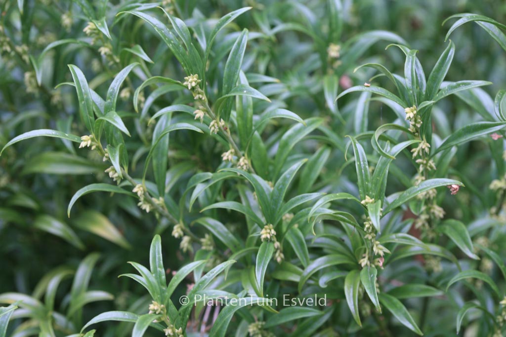 Sarcococca hookeriana ‘Schillingii’