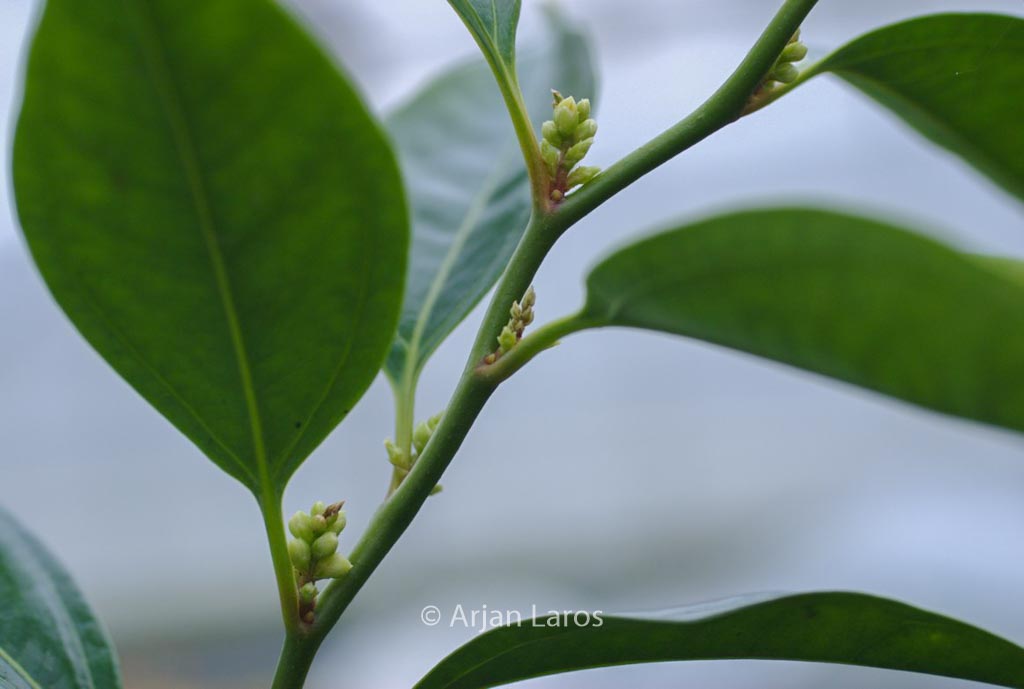 Sarcococca wallichii