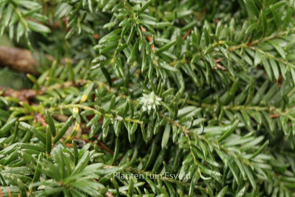 Saxegothaea conspicua