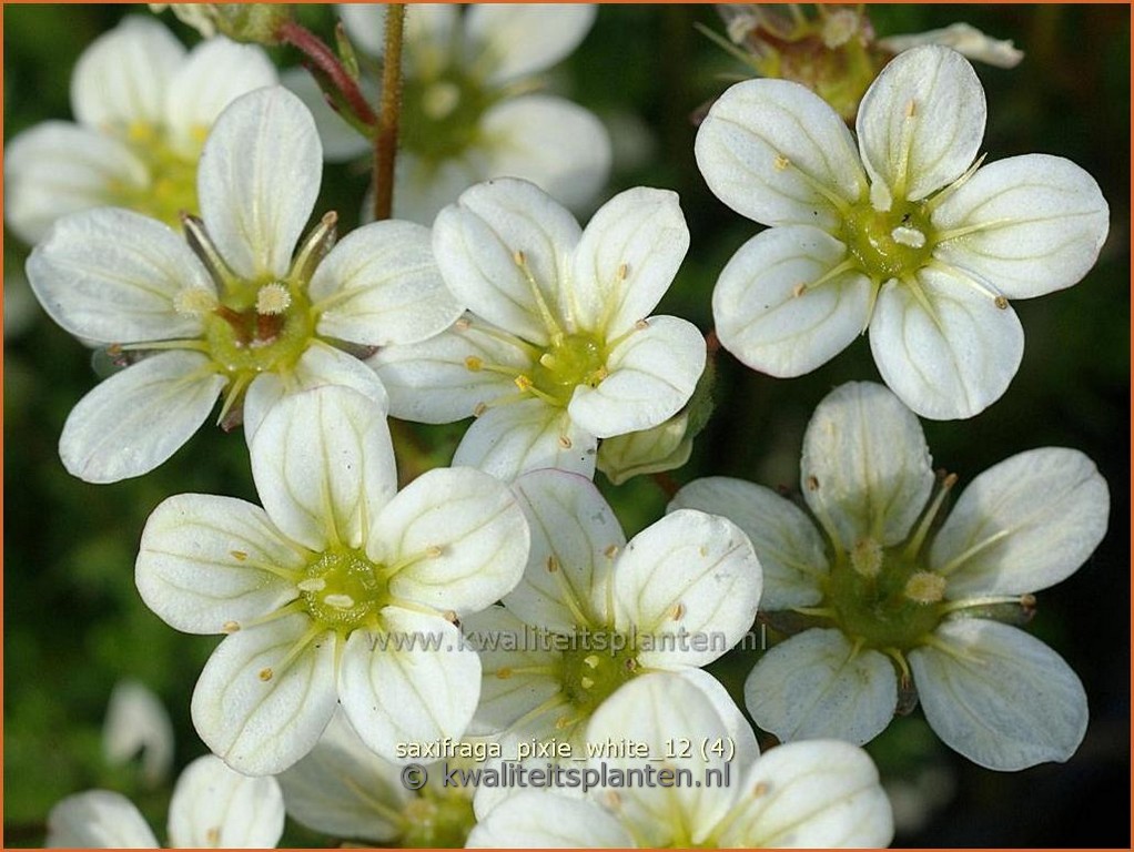Saxifraga arendsii ‘Pixie White’