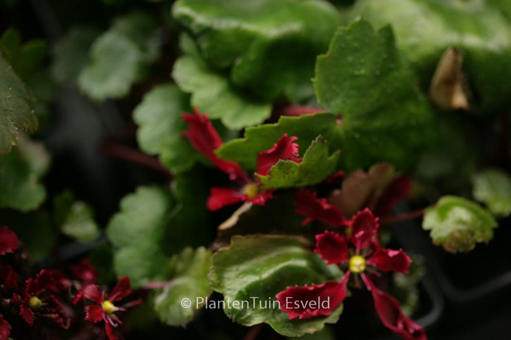 Saxifraga cortusifolia ‘Beni-tsukasa’