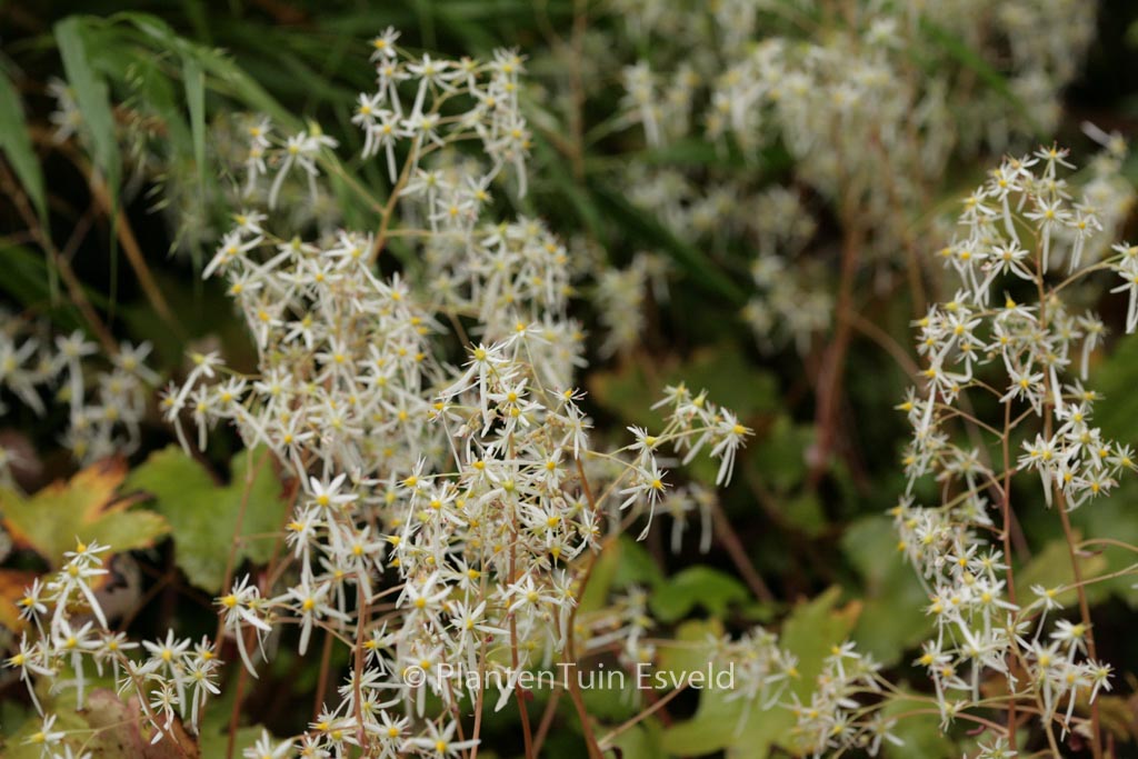 Saxifraga cortusifolia ‘Wada’