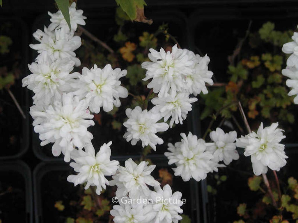 Saxifraga granulata ‘Plena’