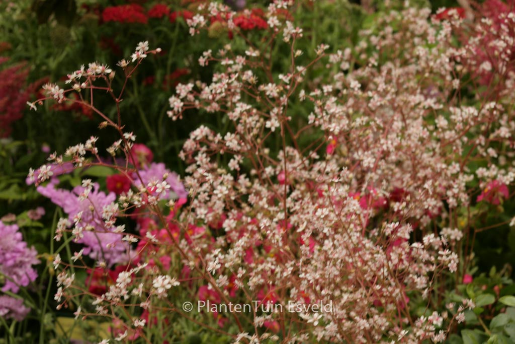 Saxifraga urbium