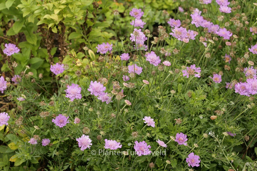 Scabiosa ‘Vivid Violet’