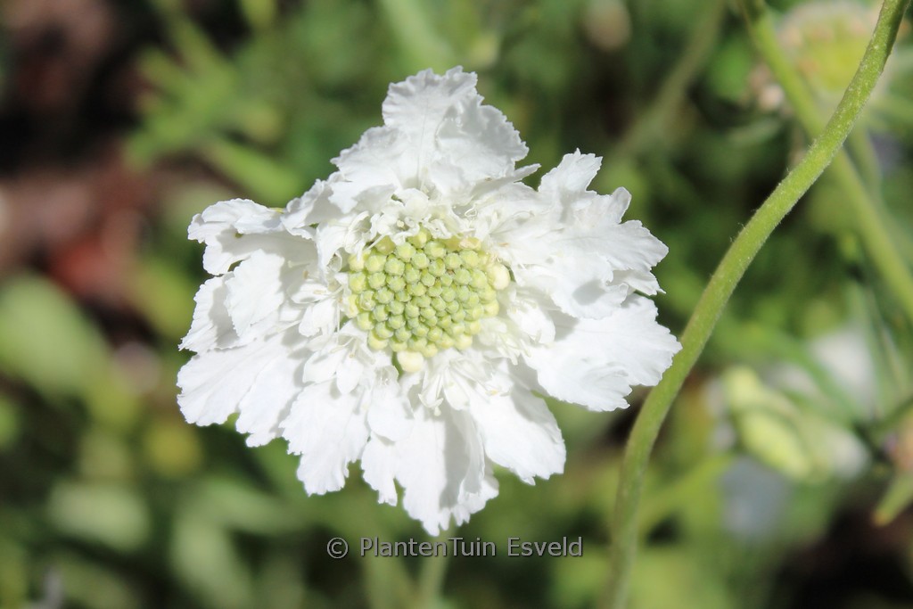 Scabiosa caucasica ‘Alba’