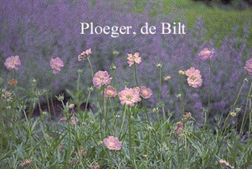 Scabiosa caucasica ‘Clive Greaves’