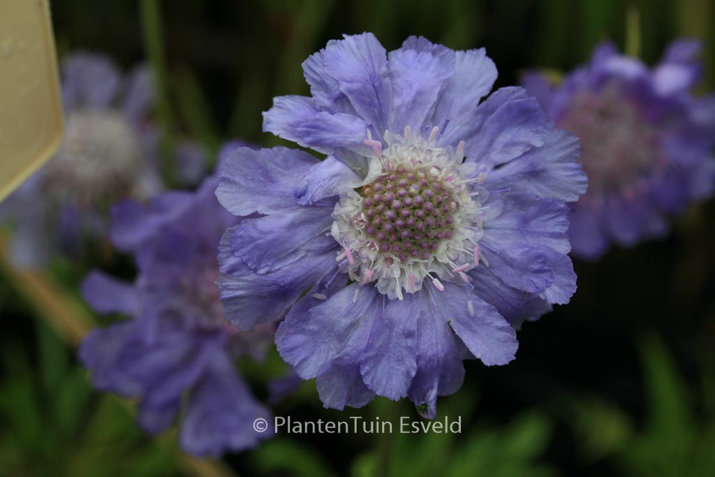 Scabiosa caucasica ‘Perfecta’
