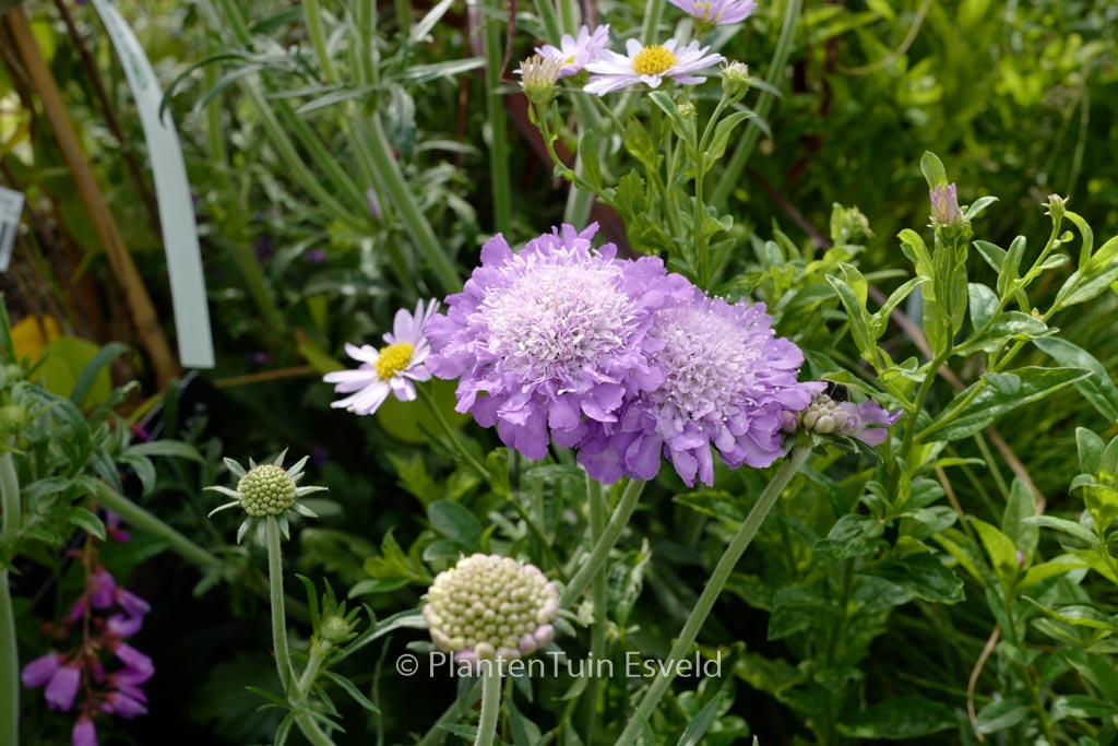 Scabiosa columbaria ‘Mariposa Blue’
