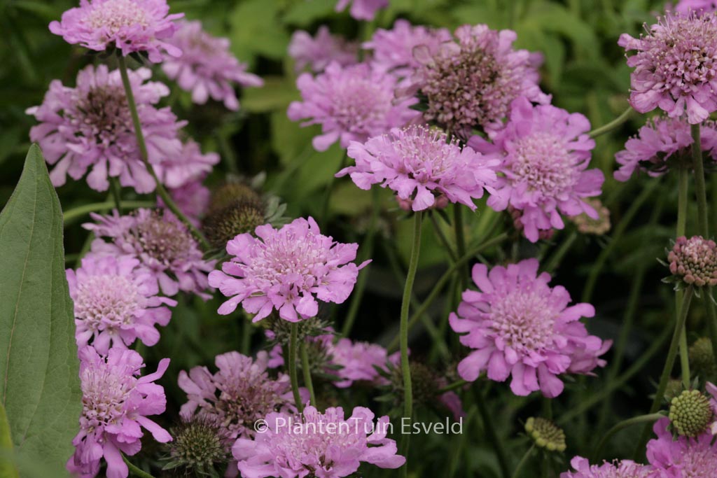 Scabiosa columbaria ‘Pink Mist’
