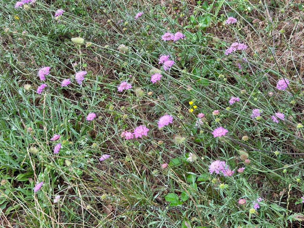 Scabiosa columbaria