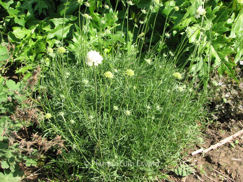 Scabiosa ochroleuca ‘Moon Dance’
