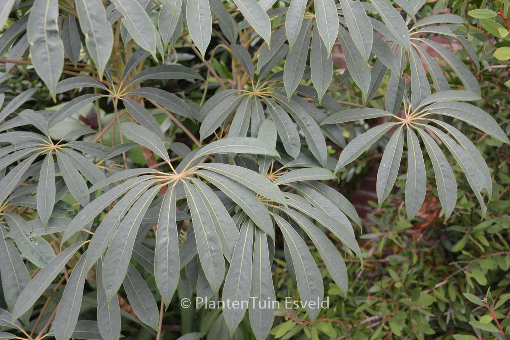 Schefflera taiwaniana