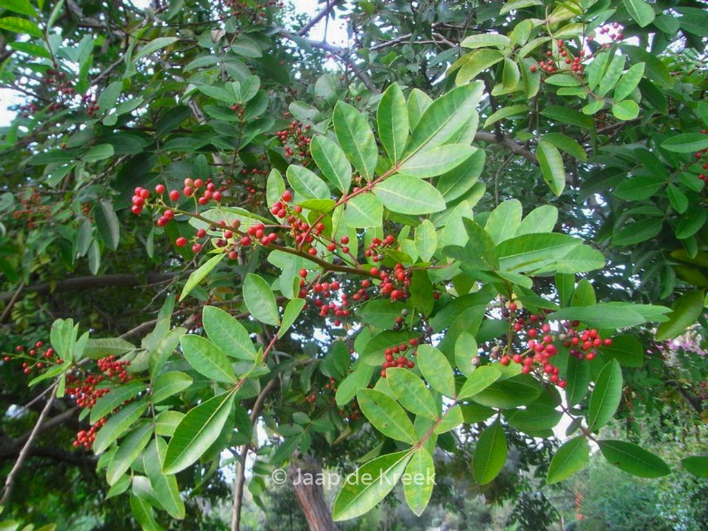 Schinus terebinthifolia