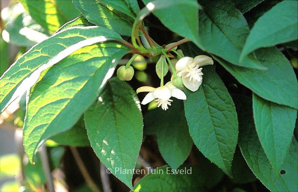 Schisandra grandiflora