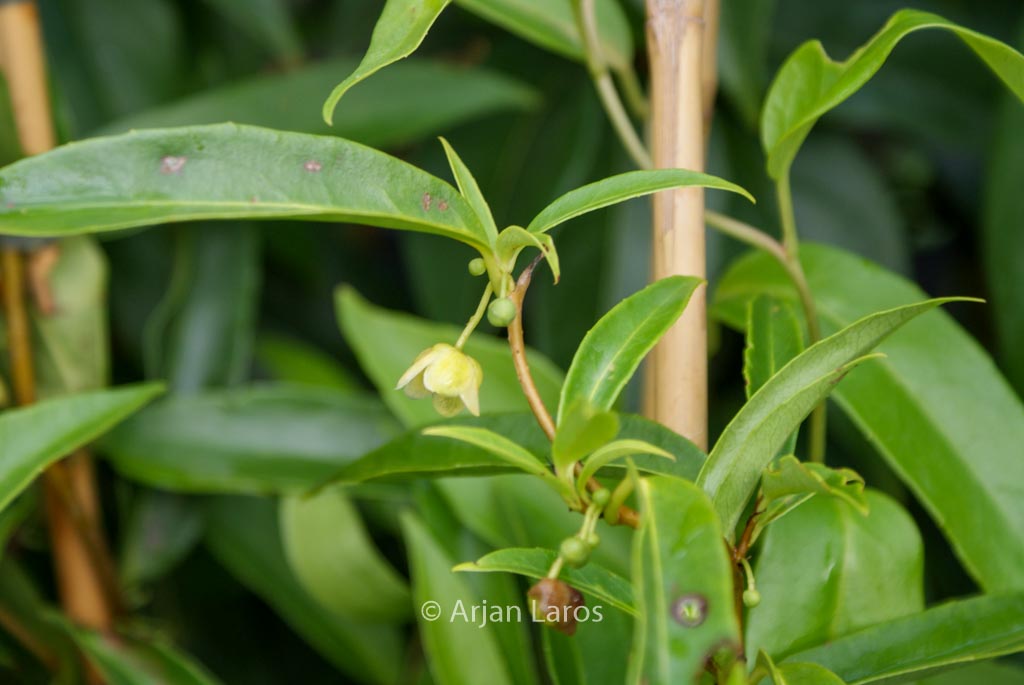 Schisandra propinqua chinensis