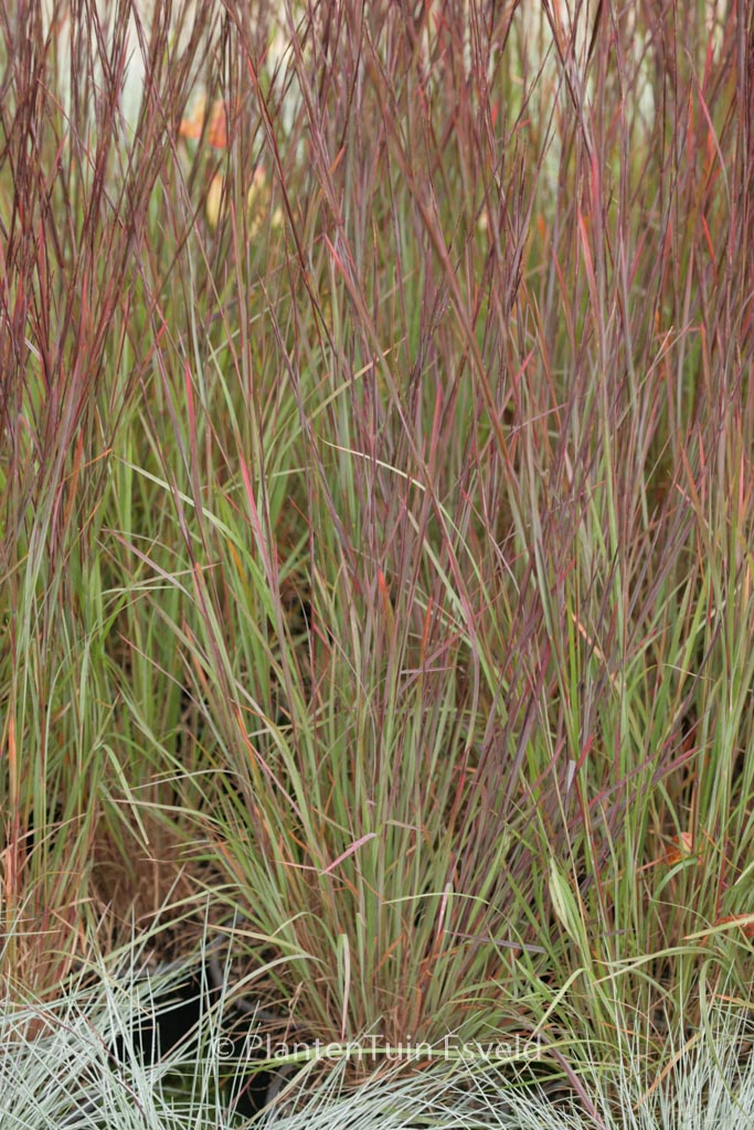 Schizachyrium scoparium ‘Blue Heaven’