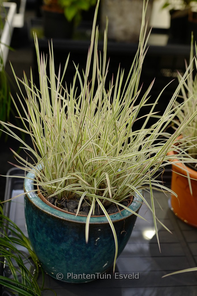 Schizachyrium scoparium ‘Chameleon’