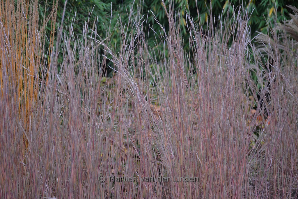 Schizachyrium scoparium ‘The Blues’