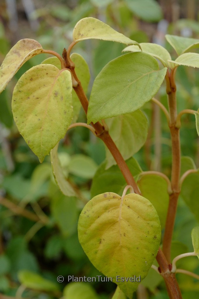 Schizophragma fauriei ‘Angel Wings’