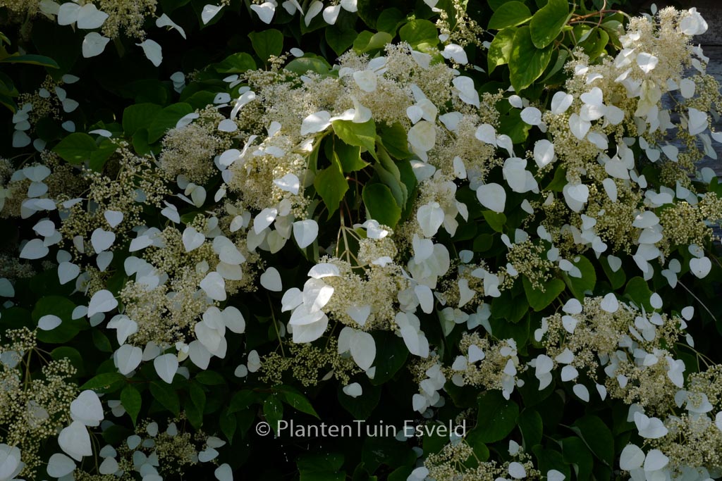 Schizophragma hydrangeoides ‘Moonlight’