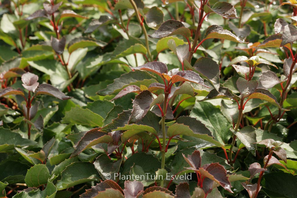Schizophragma hydrangeoides ‘Rose Sensation’