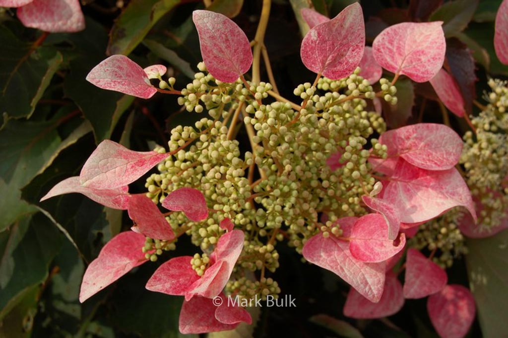 Schizophragma hydrangeoides ‘Roseum’