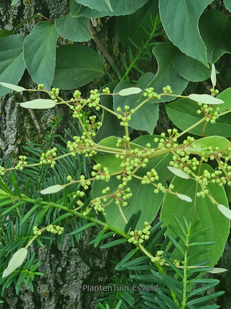 Schizophragma hydrangeoides ‘Windmills’