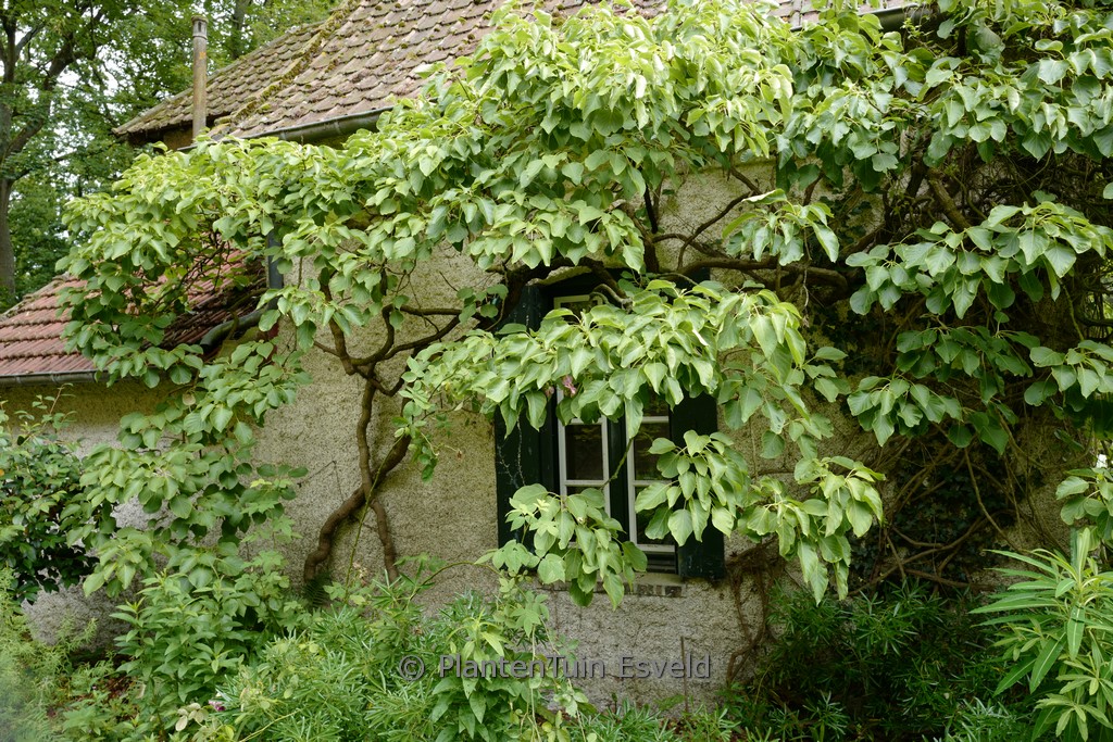 Schizophragma integrifolium