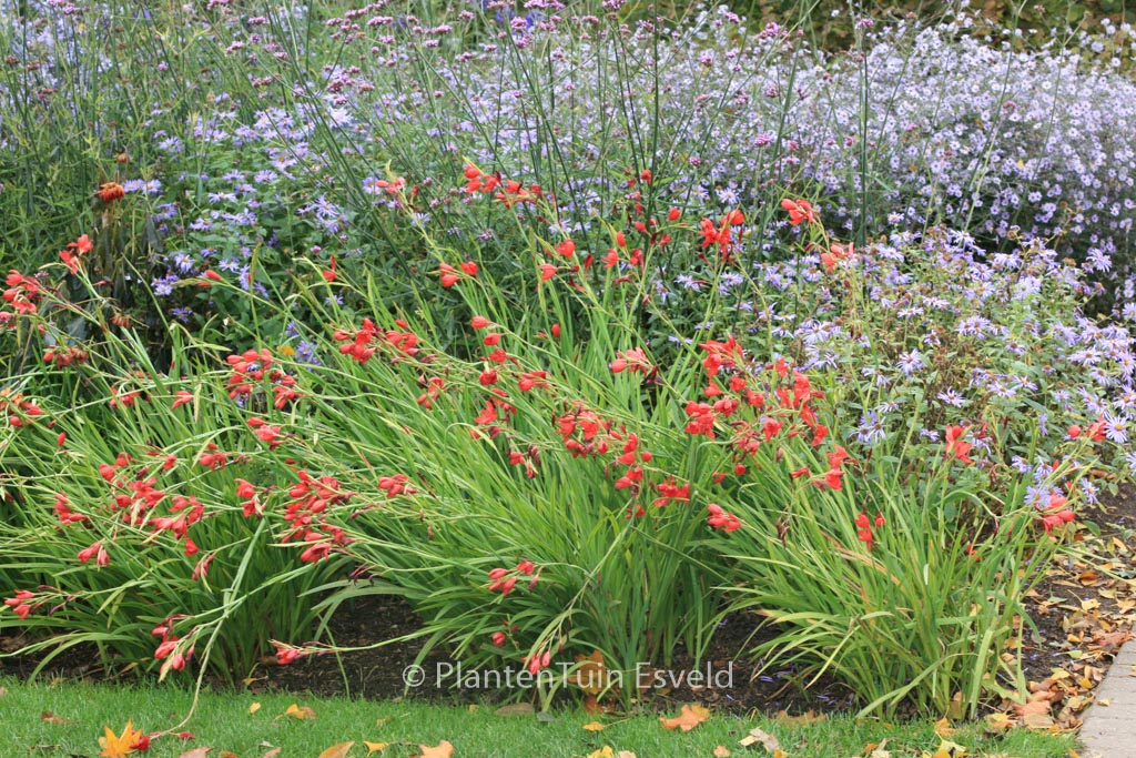 Schizostylis coccinea ‘Major’